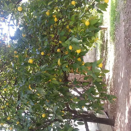 Maslina Affittacamere 3*